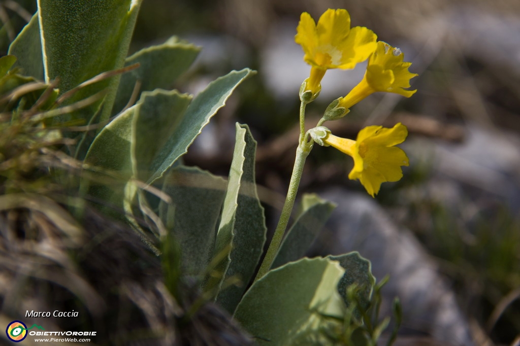 17_primula Orecchia d'orso.JPG